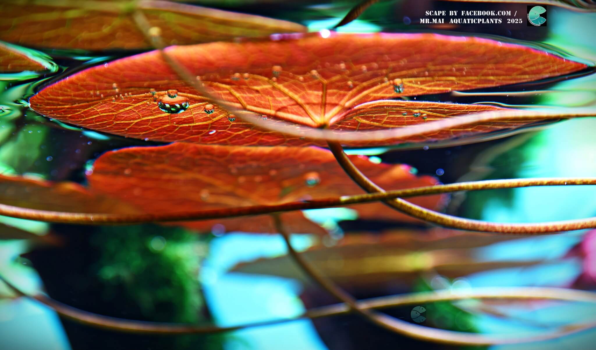 Aquascaping steps - Red Filter - IAPLC 2025 Winning Works - Nobphacha Yimyou / Thailand Aquascaping steps - Red Filter - IAPLC 2025 Winning Works - Nobphacha Yimyou / Thailand